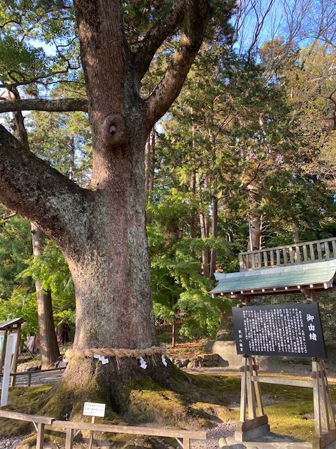 事任八幡宮の楠木