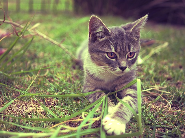 子猫